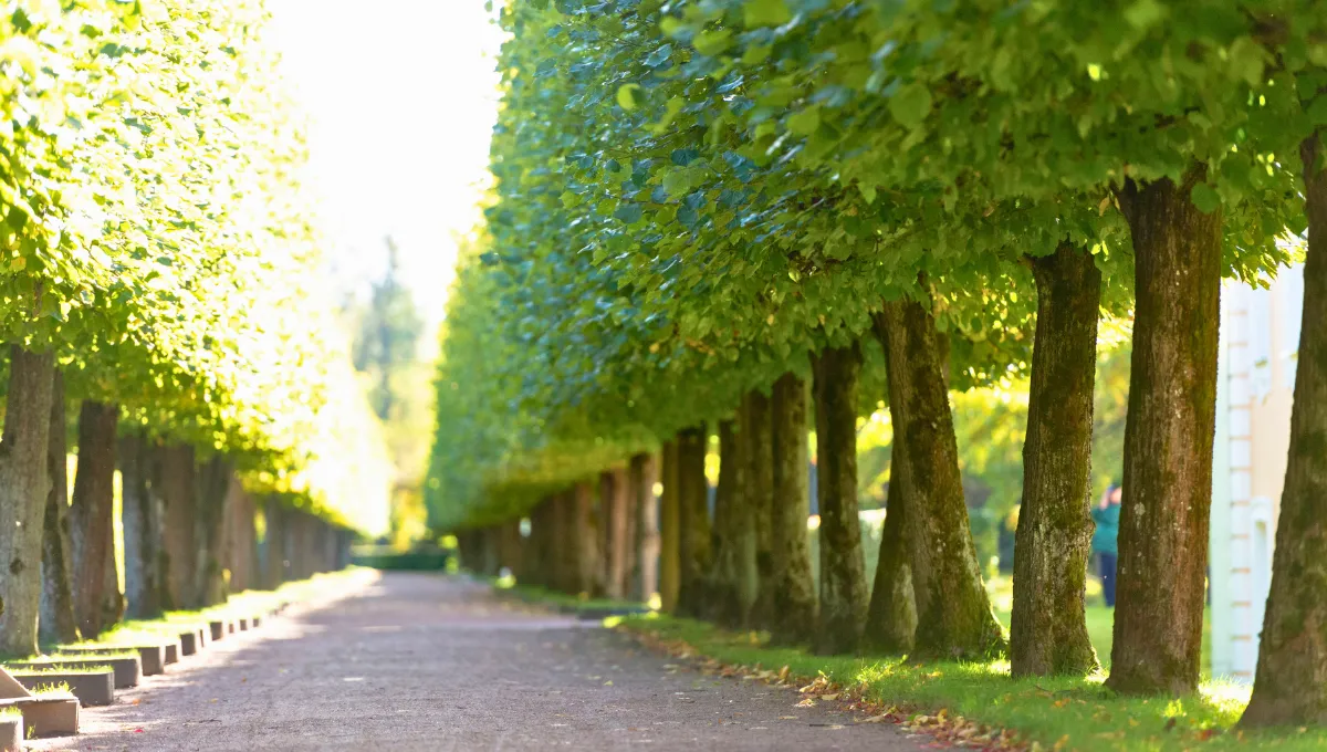 ديستريكت 11 المروان للتطوير العقاري